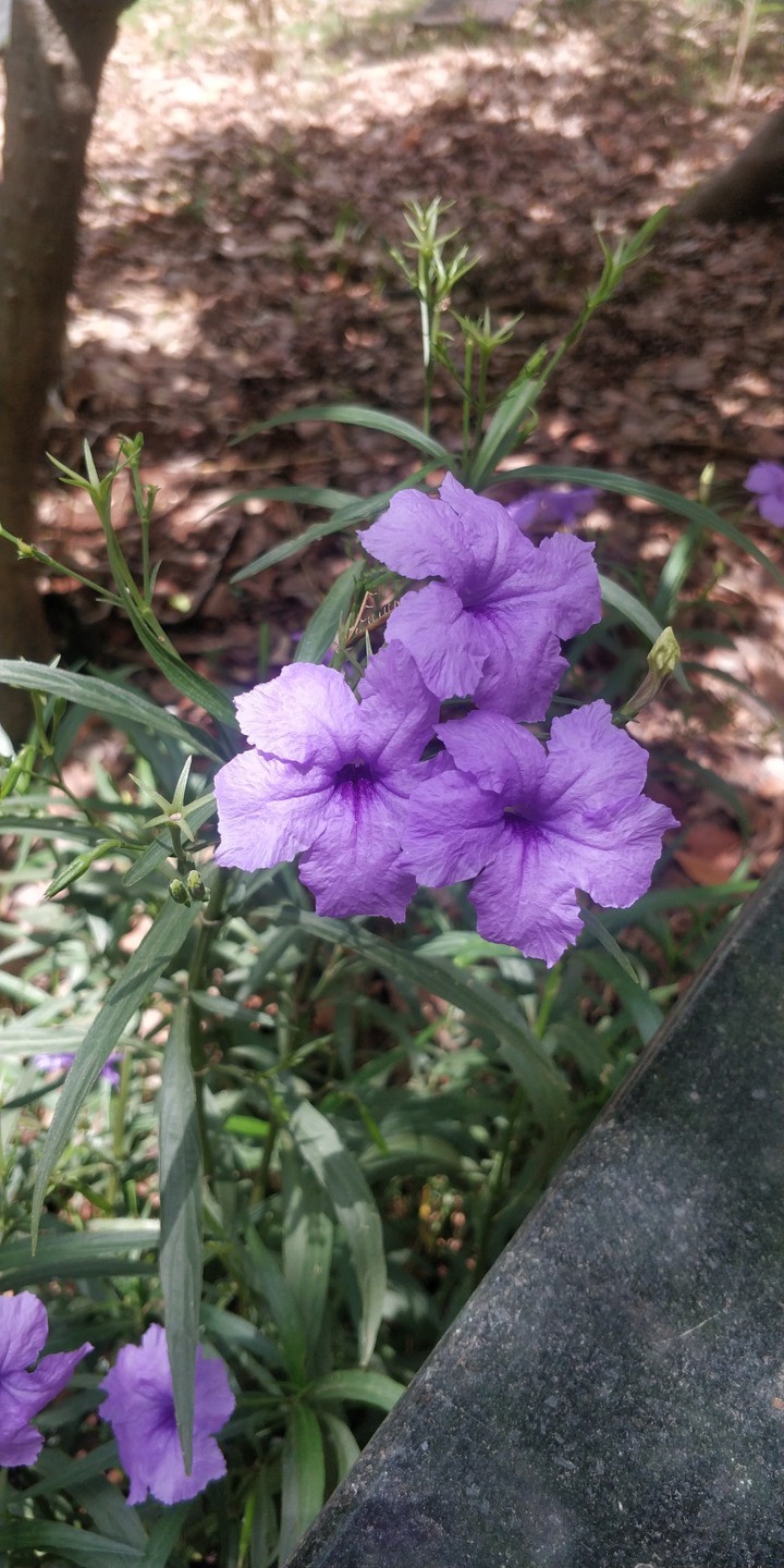 Ruellia simplex