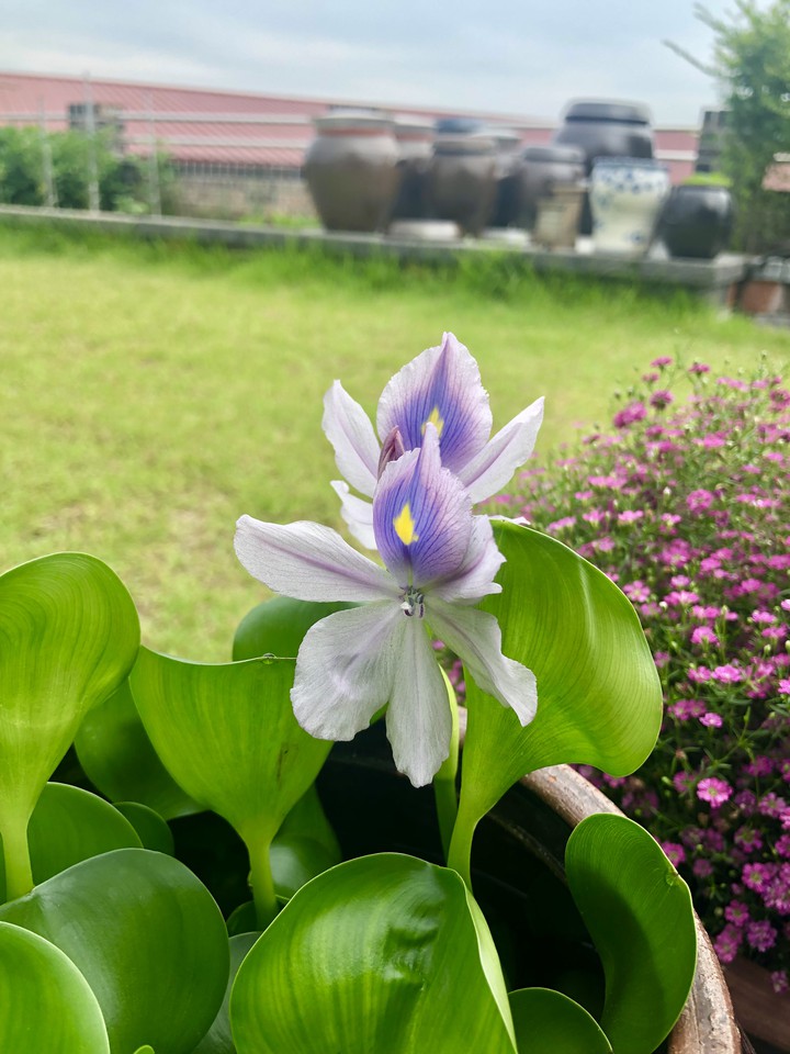 부레옥잠 꽃