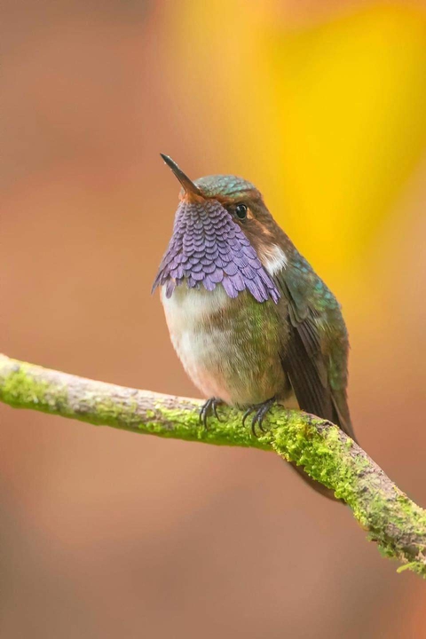 wildlife, beak wallpapers