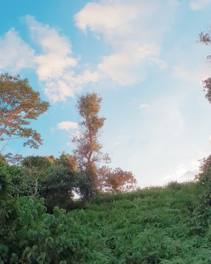 Nature Blues