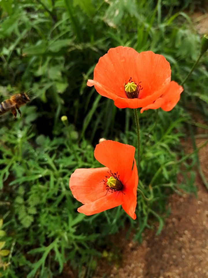 #poppy