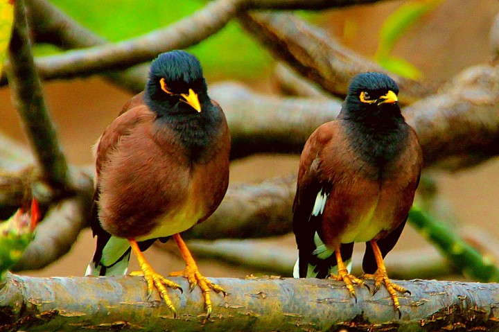 bird