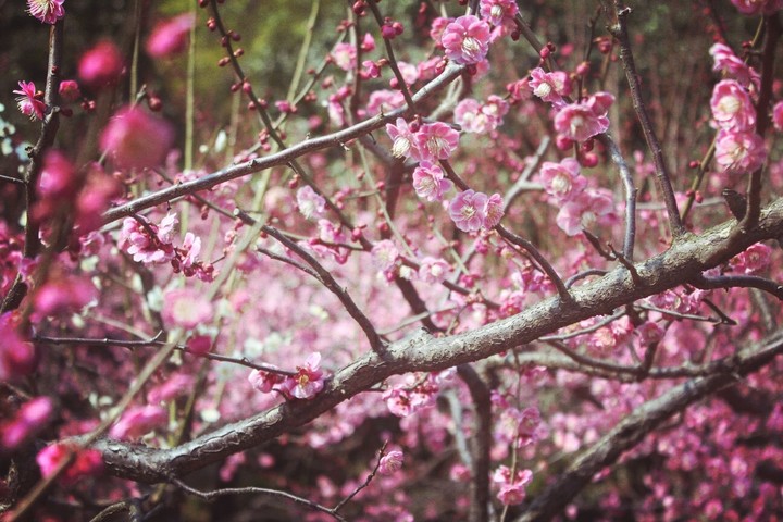 cerisier en fleur