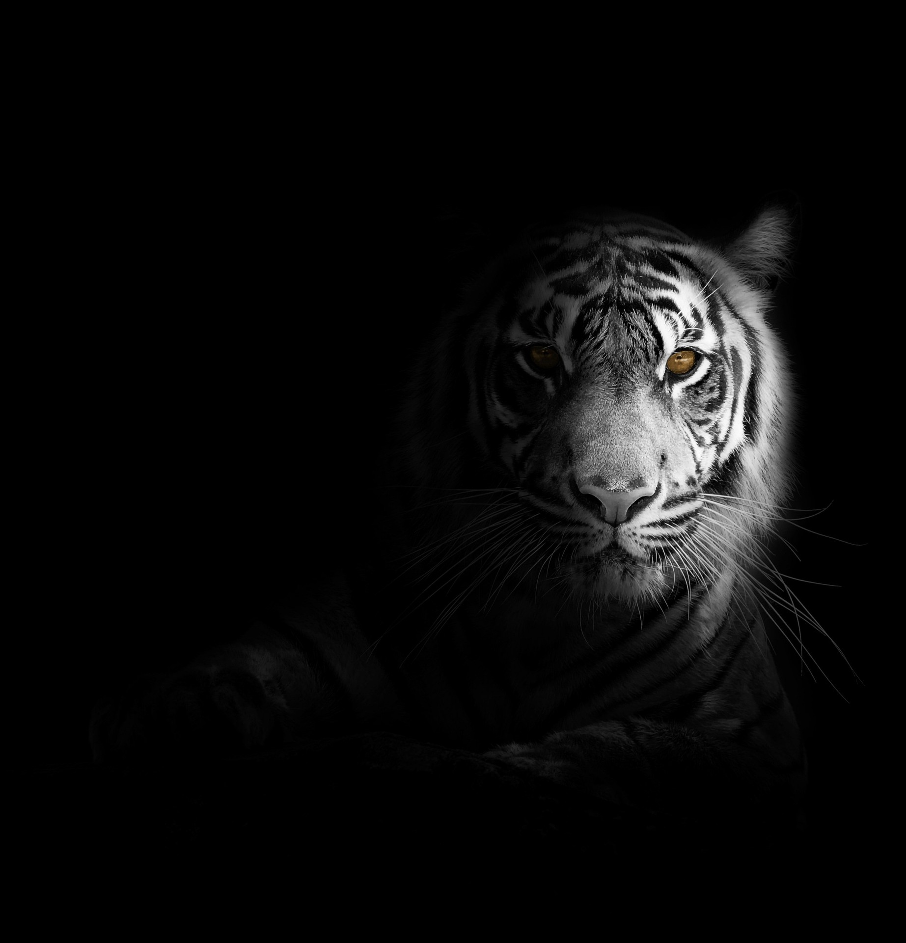 sfondi felidae, carnivores