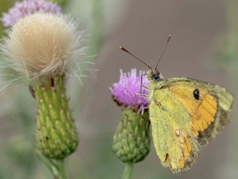 Yellow, maniola achtergronden