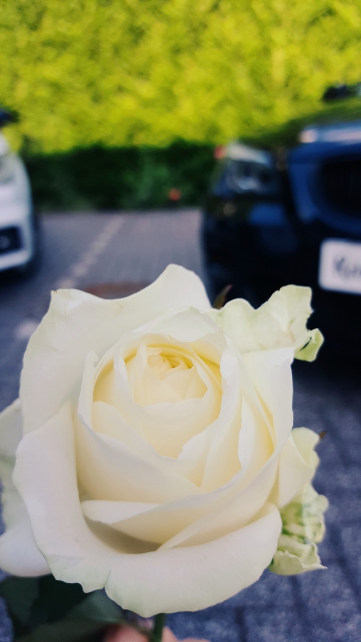rose