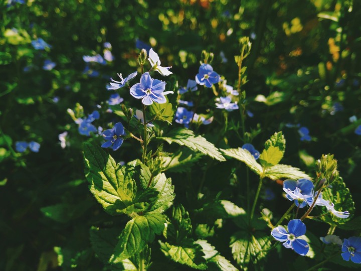 flowers