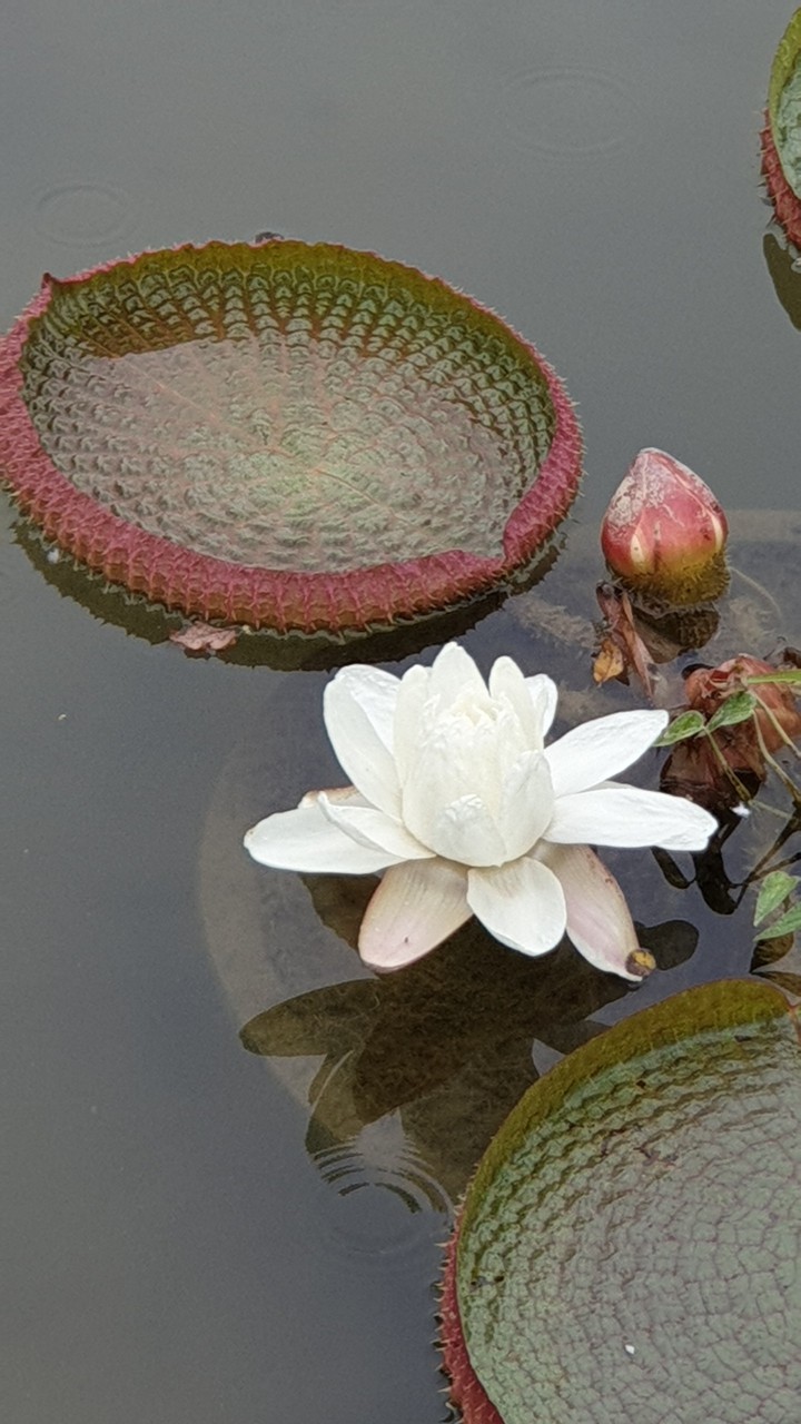 연꽃