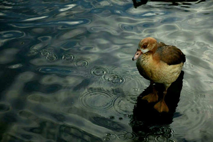 Ente