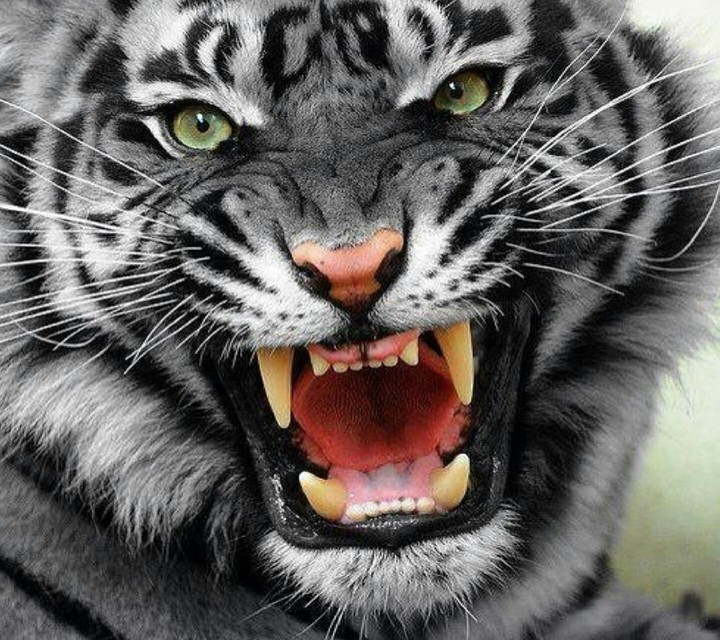 tigar