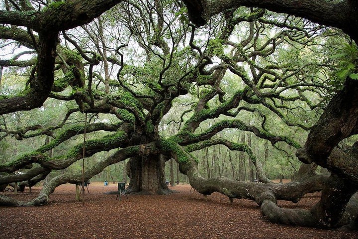 tree