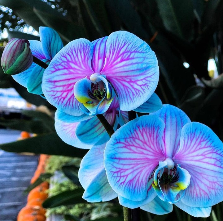 orchidea