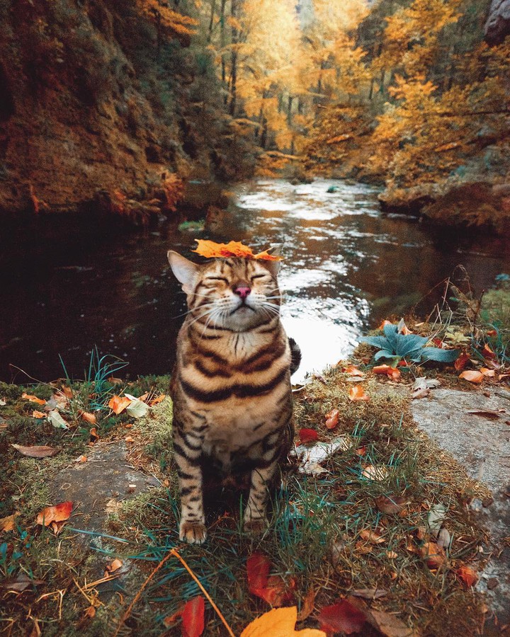 autumn cat