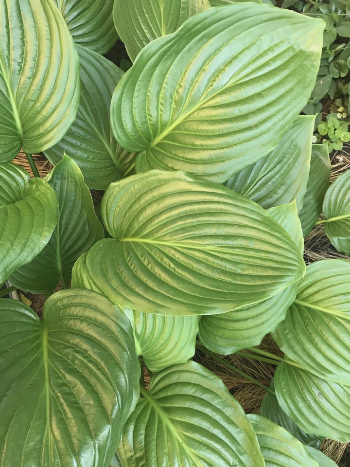 nature