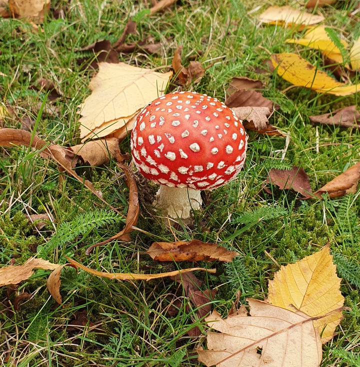 mushroom