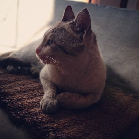 cat