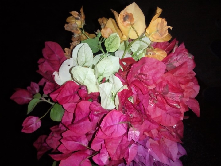 Bougainvillea