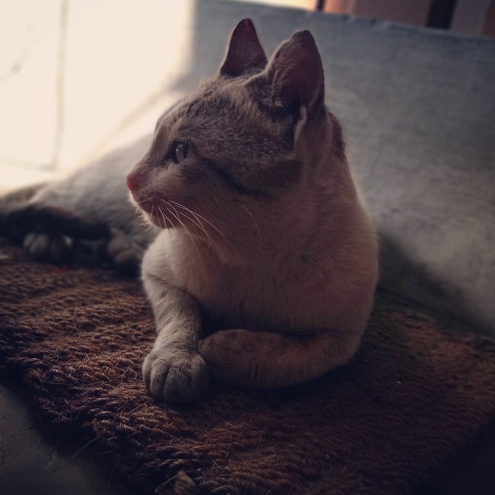 cat