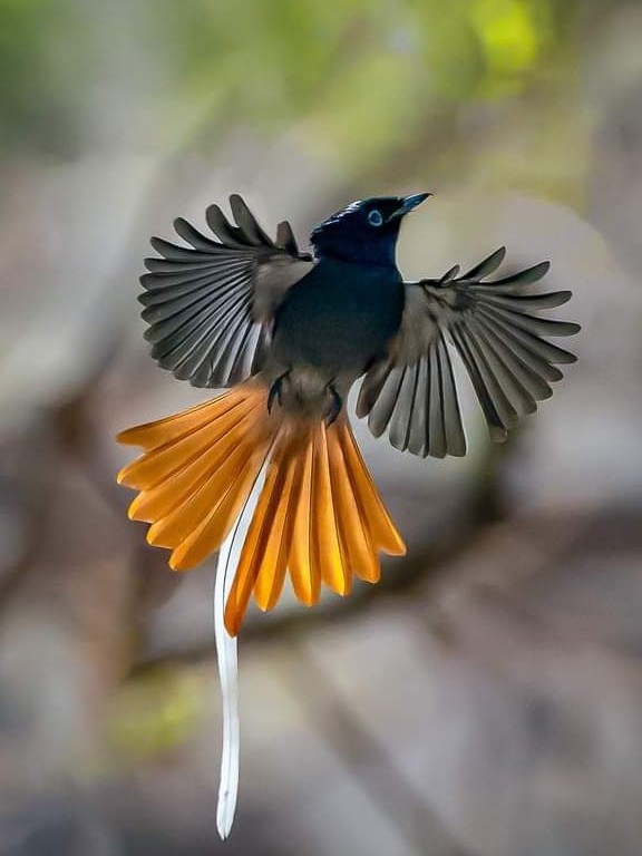 Just flying