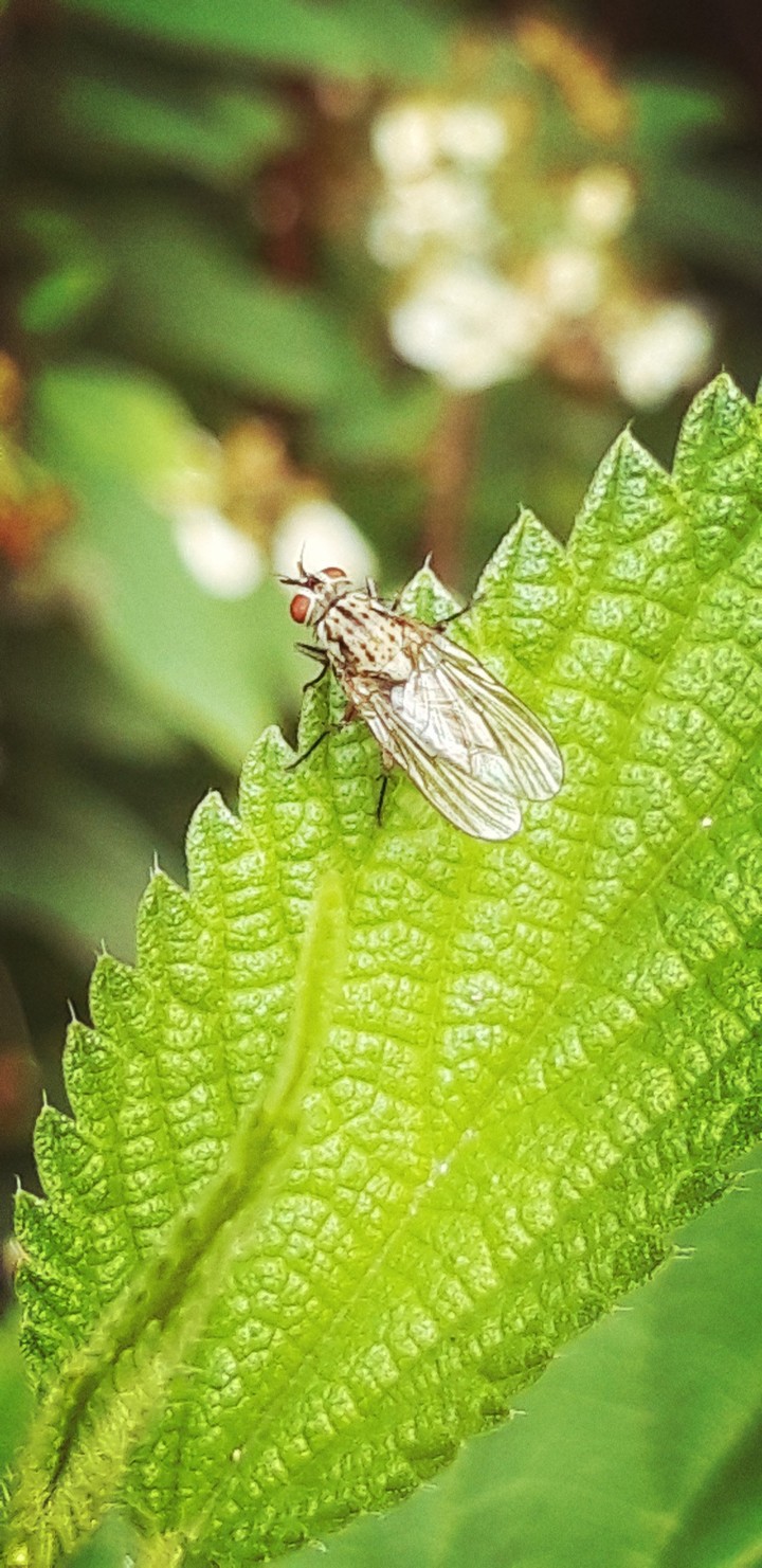 Fly resting over a leaf