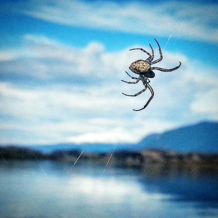 spider