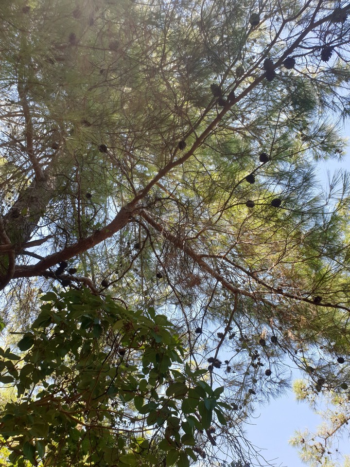 trees