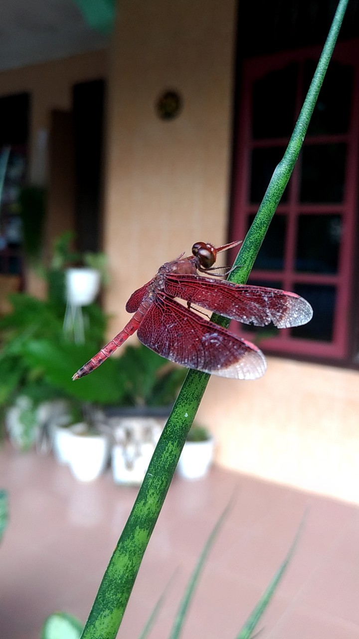 dragonfly