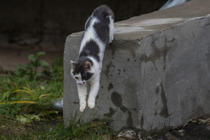 kat