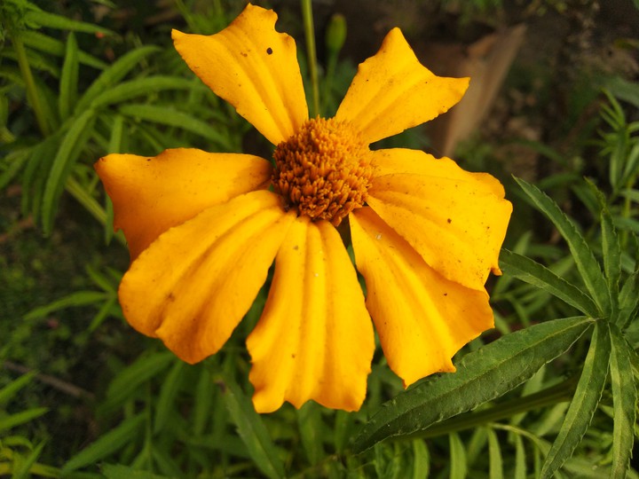 yellow