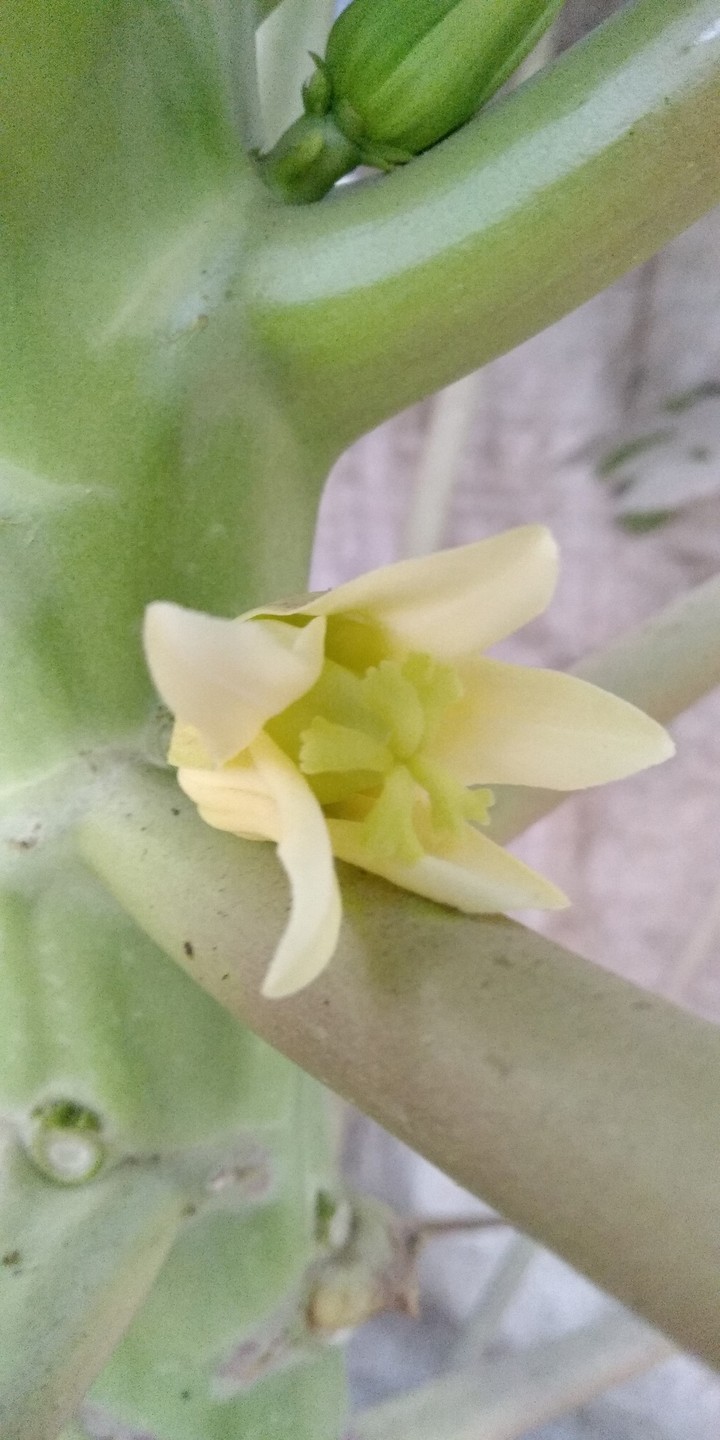 flower