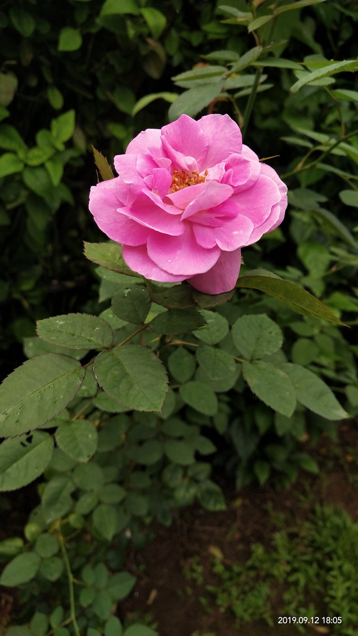 pinky rose