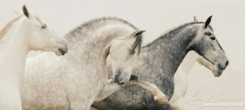 fondos de pantalla illustration, mane