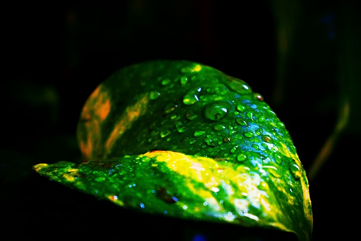 Raindrops