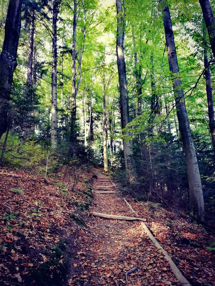 las pełen niespodzianek