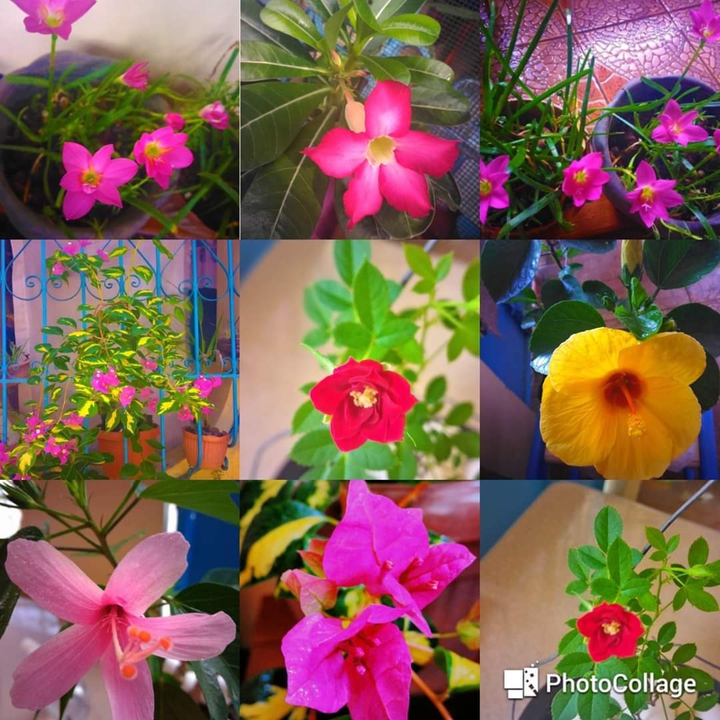 Flowers bloom