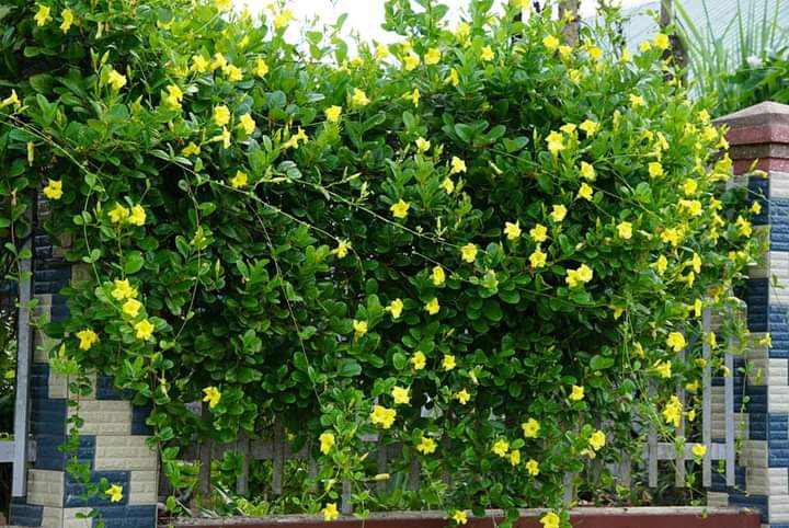 " Mandevilla"