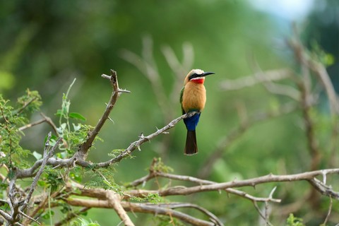 bird, 野生動物桌布