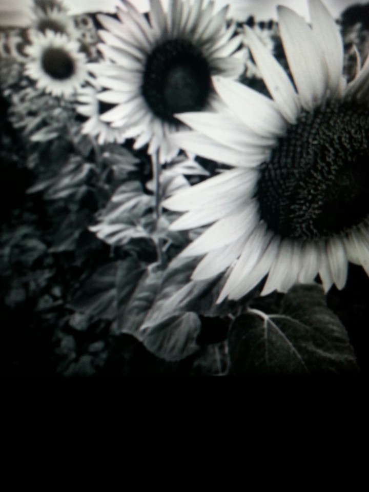 Girasoli