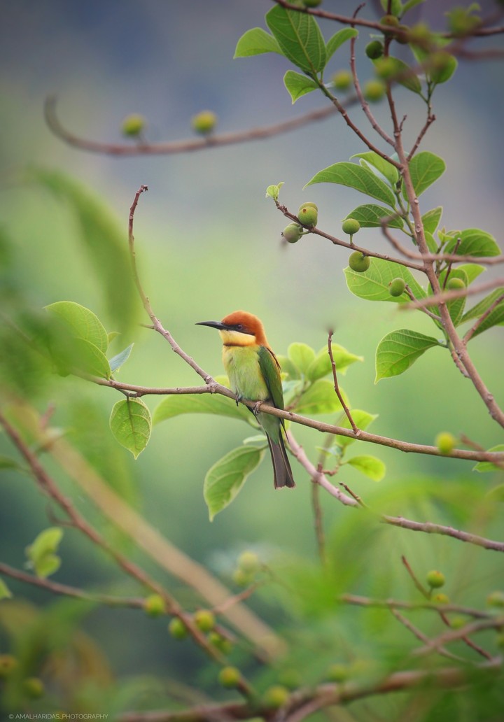 bird