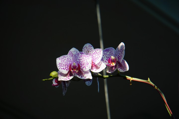 orchids