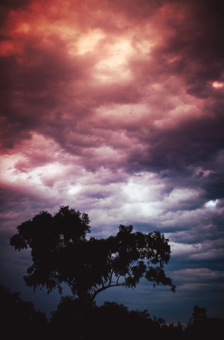 dark tree