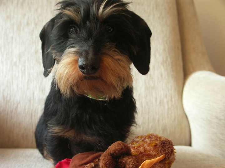 My love dog❤