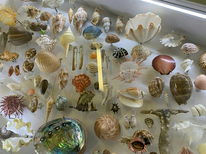 sea shells
