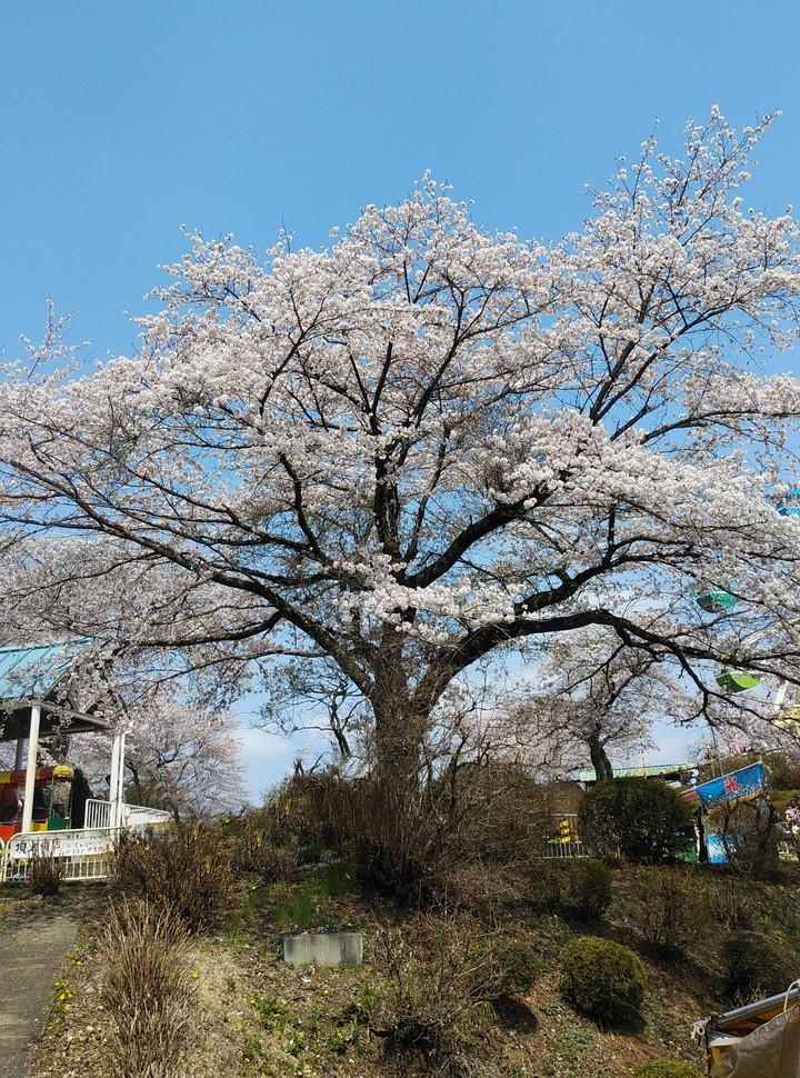 Cherry Blossoms