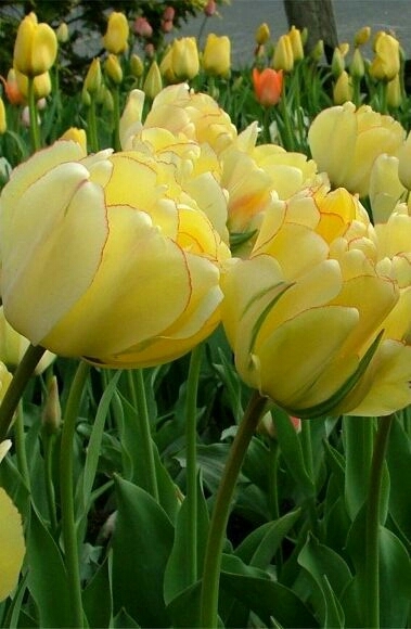 tulips