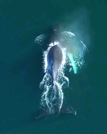 Turn your volume up! Tag a friend who loves whales