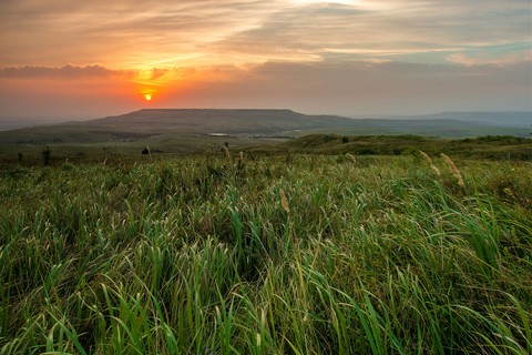 Field