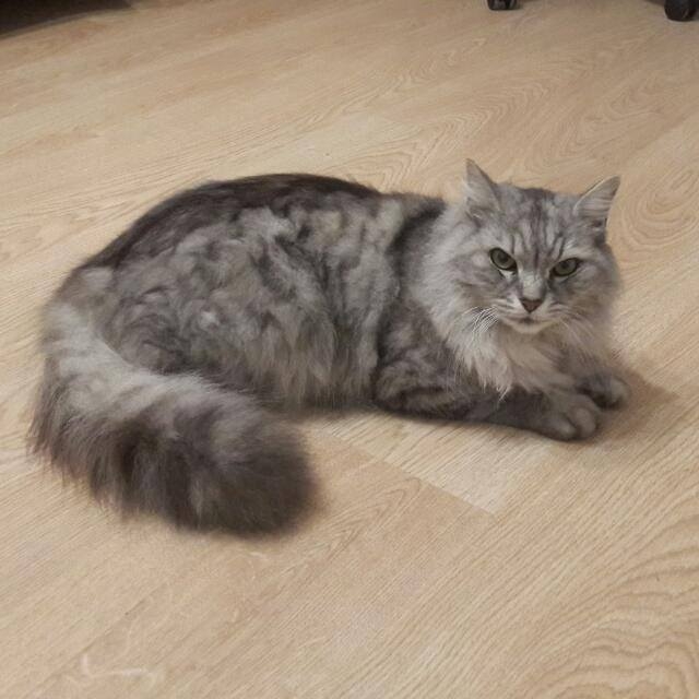 суровый кот