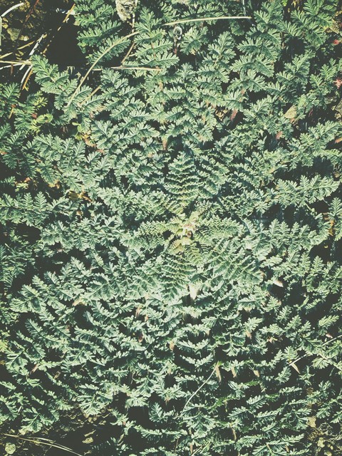 wild plant