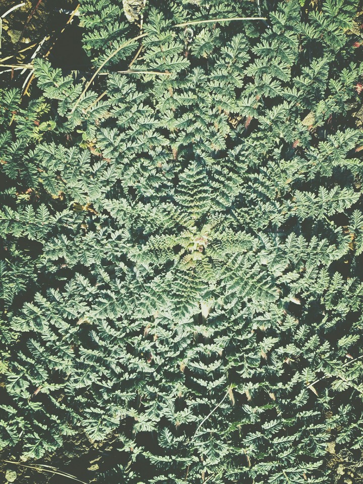 wild plant